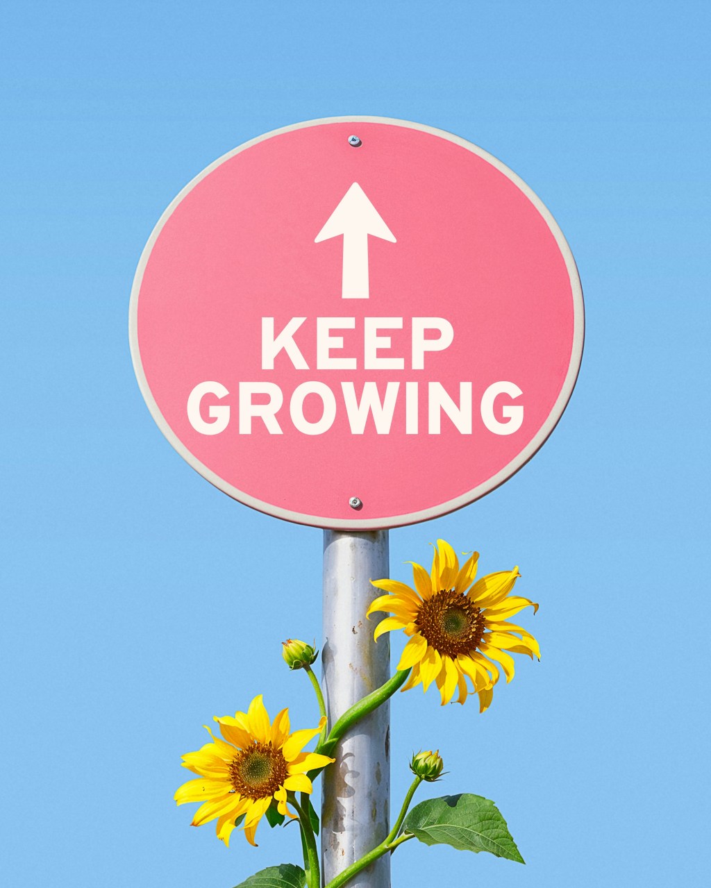 red sign with a pole with sunflowers growing around it and with arrow pointing up that reads "keep growing"